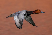 Redhead Duck