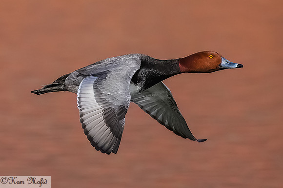 Redhead Duck