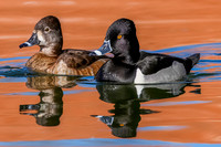 Ring-necked Ducks