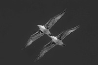Ring-billed Gulls