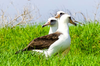 Laysan Albatross