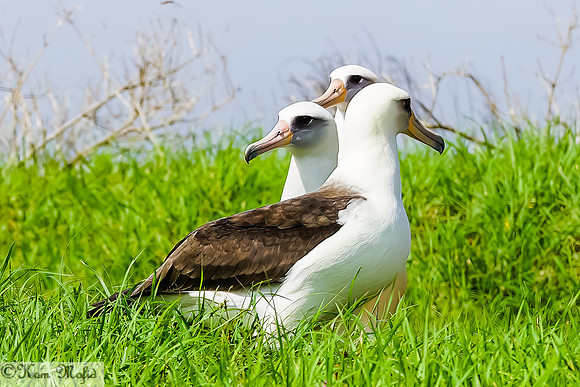 Laysan Albatross
