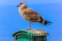 Western Gull (Juvenile)