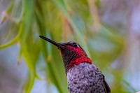 Hummingbirds