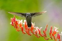 Hummingbird with Red Yucca Flowers