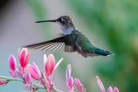 Anna's Hummingbird