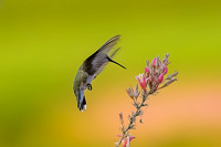 Anna's Hummingbird