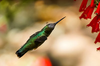 Hummingbird with Spider