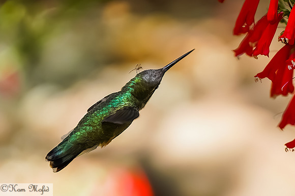 Hummingbird with Spider