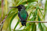 Anna's Hummingbird