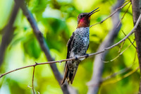 Anna's Hummingbird