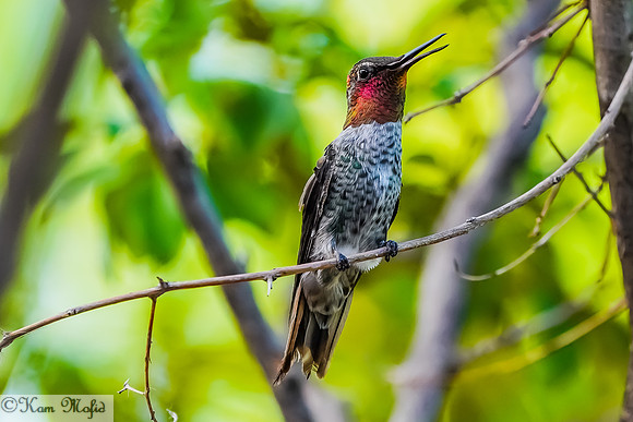 Anna's Hummingbird