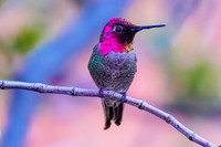 Anna's Hummingbird