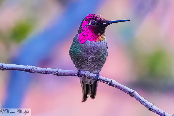 Anna's Hummingbird