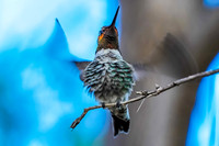 Anna's Hummingbird
