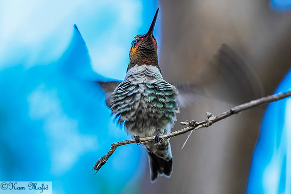 Anna's Hummingbird