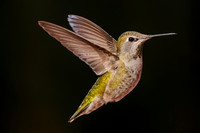 Anna's Hummingbird