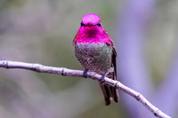 Anna's Hummingbird