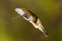 Anna's Hummingbird