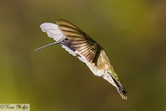 Anna's Hummingbird