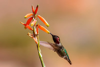 Anna's Hummingbird