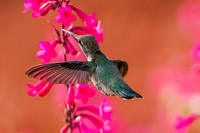 Anna's Hummingbird