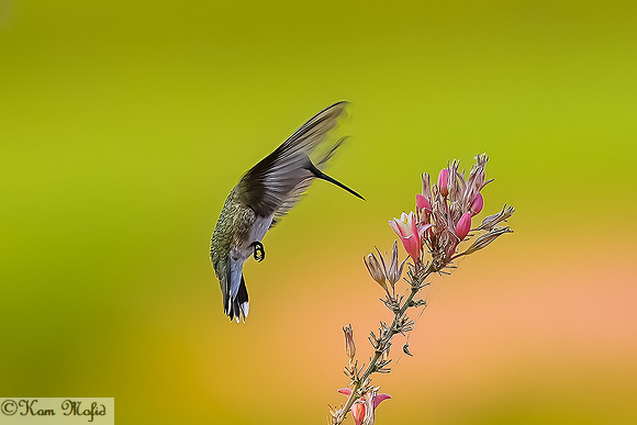 Anna's Hummingbird