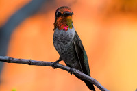 Anna's Hummingbird