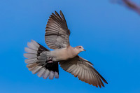 Eurasian Collared-Dove