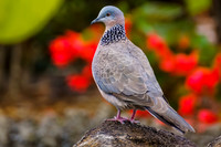 Spotted Dove