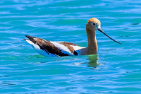 American Avocet