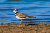 Killdeer