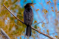Double-crested Cormorant