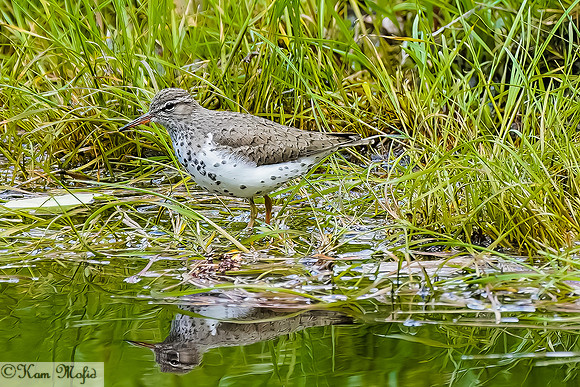 Spotted Sandpiper