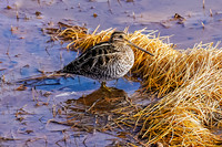 Wilson's Snipe
