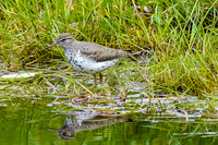 Spotted Sandpiper