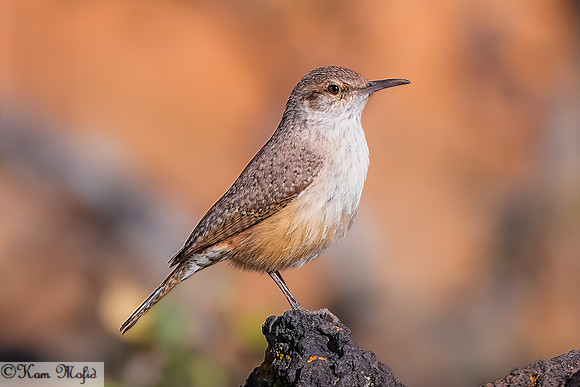 Rock Wren