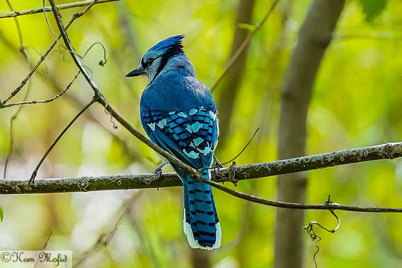 Blue Jay