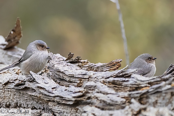 Bushtit