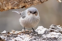 Bushtit