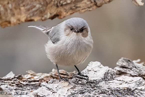 Bushtit