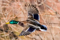 Mallard