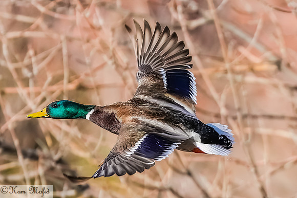 Mallard
