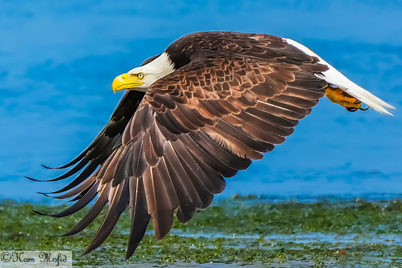 Bald Eagle