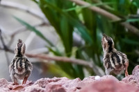 Newly-hatched Gambel's Quails