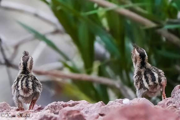 Newly-hatched Gambel's Quails