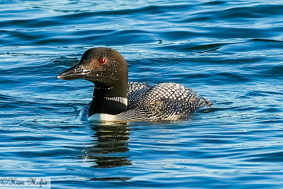 Common Loon