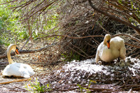 Proud New Swan Parents