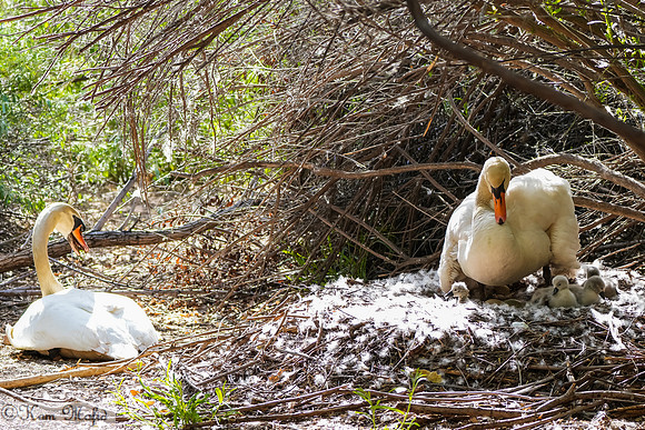 Proud New Swan Parents
