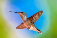 Anna's Hummingbird